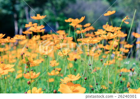 Cosmos mexican aster flower orange yellow rows 26240301