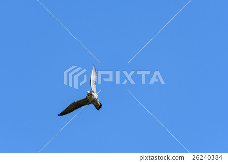 Hayabusa 29 Flight Hayabusa 29 Flight 26240384