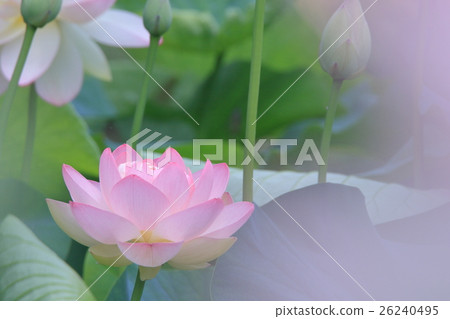 Lotus flower Lotus flower 26240495