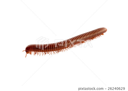 millipede brown orange running millipede brown orange running 26240629