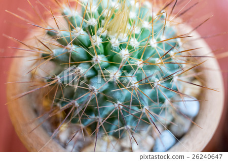Small cactus species in brown vase Small cactus species in brown vase 26240647