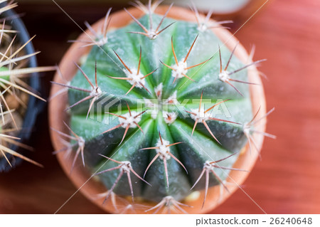 Small cactus species in brown vase Small cactus species in brown vase 26240648