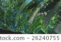 green abstraction on a black background 26240755