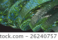 green abstraction on a black background 26240757