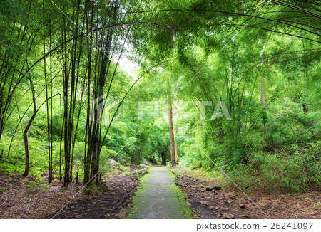 Tropical rain forest route green bright Tropical rain forest route green bright 26241097