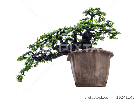 Bonsai tree elegant in brown vase 26241143