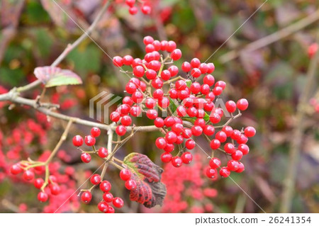 Viburnum 26241354