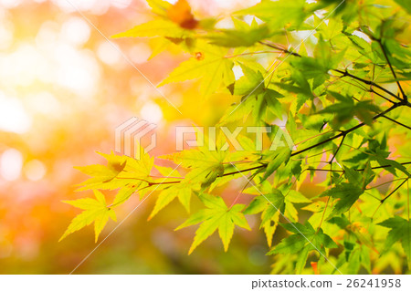 Beautiful Maple Green Leaf in Japan Autumn 26241958
