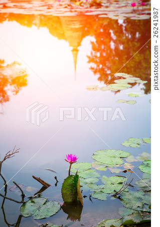 old pagoda reflect in lotus swamp, old temple 26241987