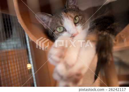 Meow meow Meow meow 26242117