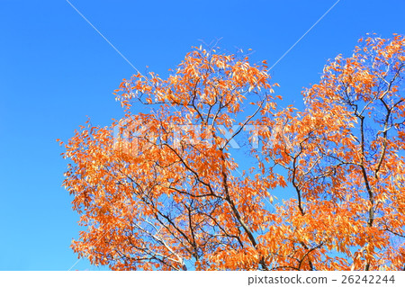 Zelkova紅葉 26242244