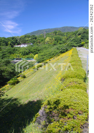 Kitayama reserved pond in which dandelion blooms in bloom (spring, fresh green season) Kitayama reserved pond in which dandelion blooms in bloom (spring, fresh green season) 26242362