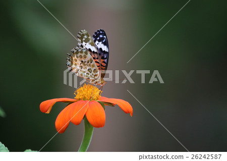 Flower and butterfly 26242587