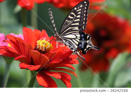 Flower and butterfly 26242588