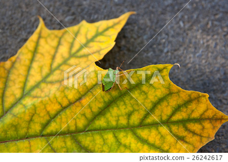 Shield bug, also known as stink bug on maple leaf 26242617