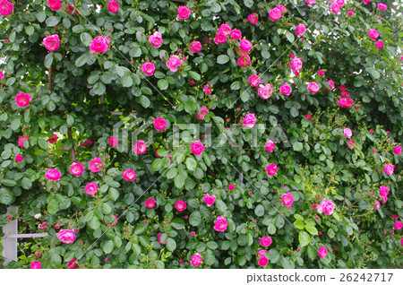 玫瑰圍欄 玫瑰圍欄 26242717