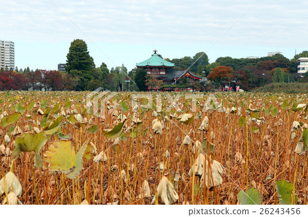 Ueno Forest's Tsunami Pond 26243456