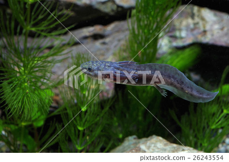 黑色wooper looper游泳 黑色wooper looper游泳 26243554