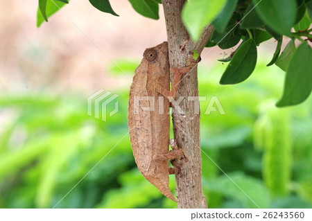 Beard Connor Chameleon 26243560