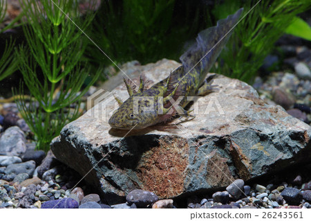 大理石wooper looper 26243561