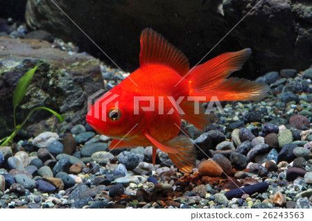 金魚 26243563