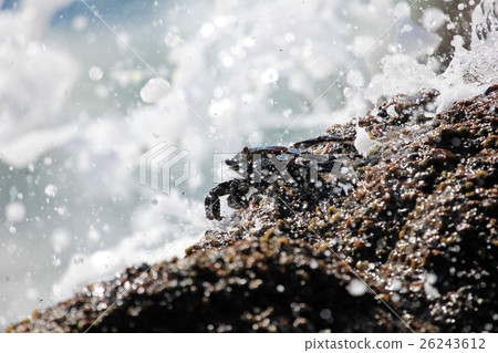 Sally Lightfoot Crab in splashing water Sally Lightfoot Crab in splashing water 26243612