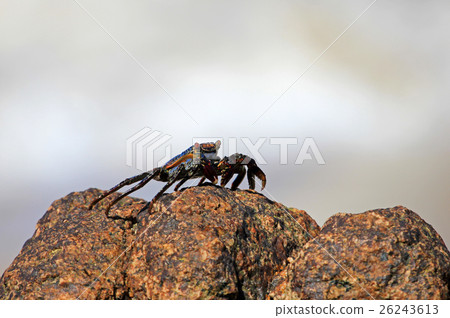 Sally Lightfoot Crab on rocks Sally Lightfoot Crab on rocks 26243613