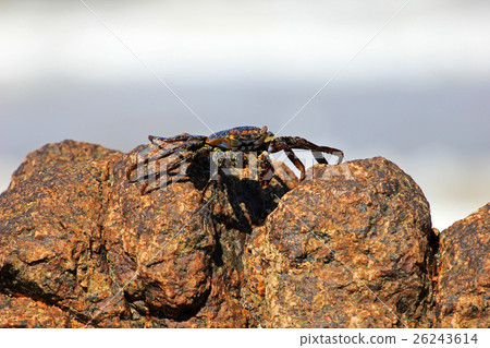 Sally Lightfoot Crab on rocks Sally Lightfoot Crab on rocks 26243614