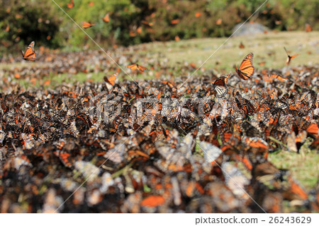 Monarch Butterflies, Michoacan, Mexico 26243629