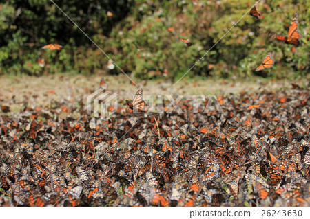 Monarch Butterflies, Michoacan, Mexico 26243630