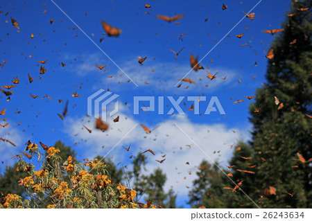 Monarch Butterflies, Michoacan, Mexico Monarch Butterflies, Michoacan, Mexico 26243634