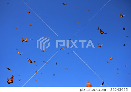 Monarch Butterflies, Michoacan, Mexico 26243635