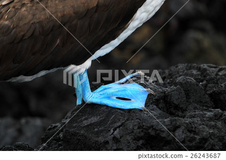 Blue footed booby, sula nebouxii, Galapagos 26243687