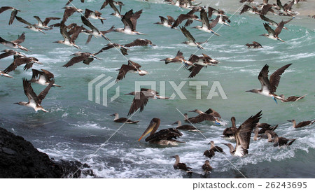 Blue footed boobies flying and fishing, Galapagos 26243695
