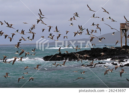 Blue footed boobies flying and fishing, Galapagos Blue footed boobies flying and fishing, Galapagos 26243697