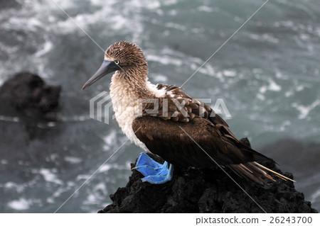 Blue footed booby, sula nebouxii, Galapagos 26243700