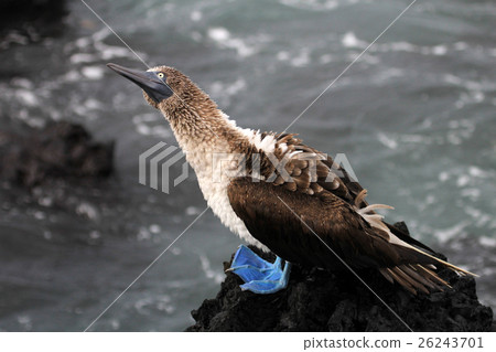 Blue footed booby, sula nebouxii, Galapagos 26243701