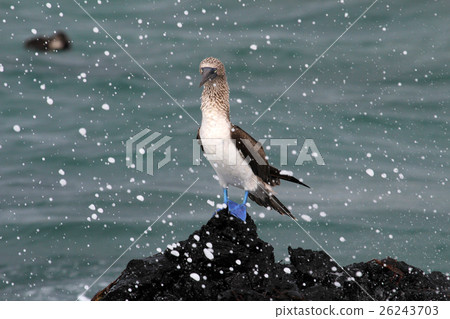 Blue footed booby, sula nebouxii, Galapagos Blue footed booby, sula nebouxii, Galapagos 26243703