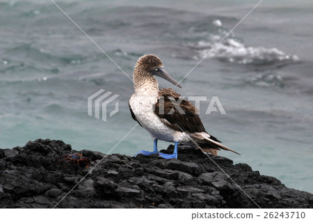 Blue footed booby, sula nebouxii, Galapagos 26243710