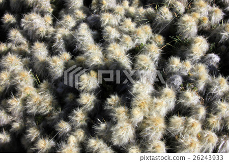 Detail of a cactus in the andean mountains 26243933