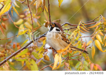 Urban bird ② Urban bird ② 26244008