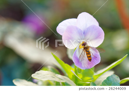 紫羅蘭和阿布 26244009