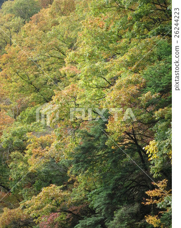 秋葉和綠色 26244223