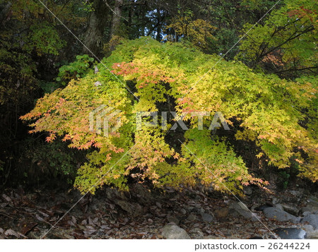 秋天的楓葉 26244224