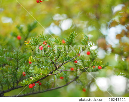 Yew tree red fruit Yew tree red fruit 26245221