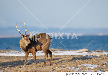 A male ezoshika met on the coast 26245292