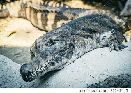 Gharial Reptile fish-eating crocodile in the zoo. Gharial Reptile fish-eating crocodile in the zoo. 26245445