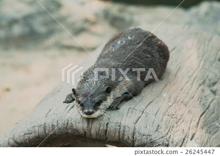 Otter crouching on timber in the zoo. Otter crouching on timber in the zoo. 26245447