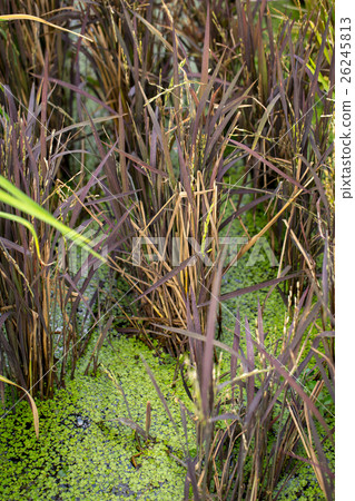 Rice field, rice plant, purple rice plant. 26245813