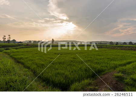 Beautiful sunset over the paddy fields 26246511